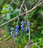 Sodalite Grapevine Earrings