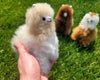 Mini Alpaca Llama
