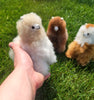 Mini Alpaca Llama