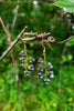 Hawkeye Grapevine Earrings