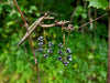 Hawkeye Grapevine Earrings
