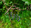 Hawkeye Grapevine Earrings