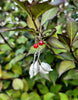 Red Leaf Earrings