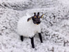 Fluffy Sheep Ornament