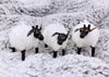 Fluffy Sheep Ornament