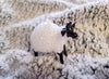 Fluffy Sheep Ornament