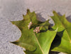 Frosted Leaf Earrings