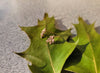 Frosted Leaf Earrings