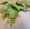 Crystal Leaf Necklace