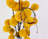 Whitney Bracelet