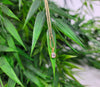 Raindrop Necklace