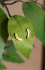 Small Gold Leaf Earrings